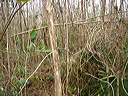 dsc00550